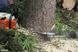 Best Root Management and Removal  in Bayville, NY