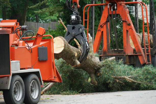 How Our Tree Care Process Works  in  Bayville, NY